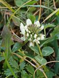 Trifolium repens. Верхушка побега с соцветием. Хабаровский край, окр. г. Комсомольск-на-Амуре, обочина лесной дороги. 24.09.2024.