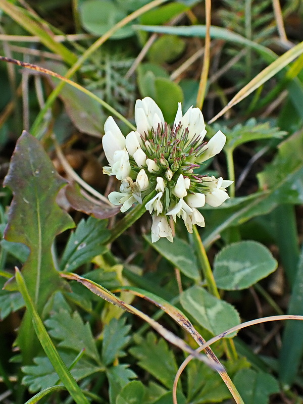 Image of Trifolium repens specimen.