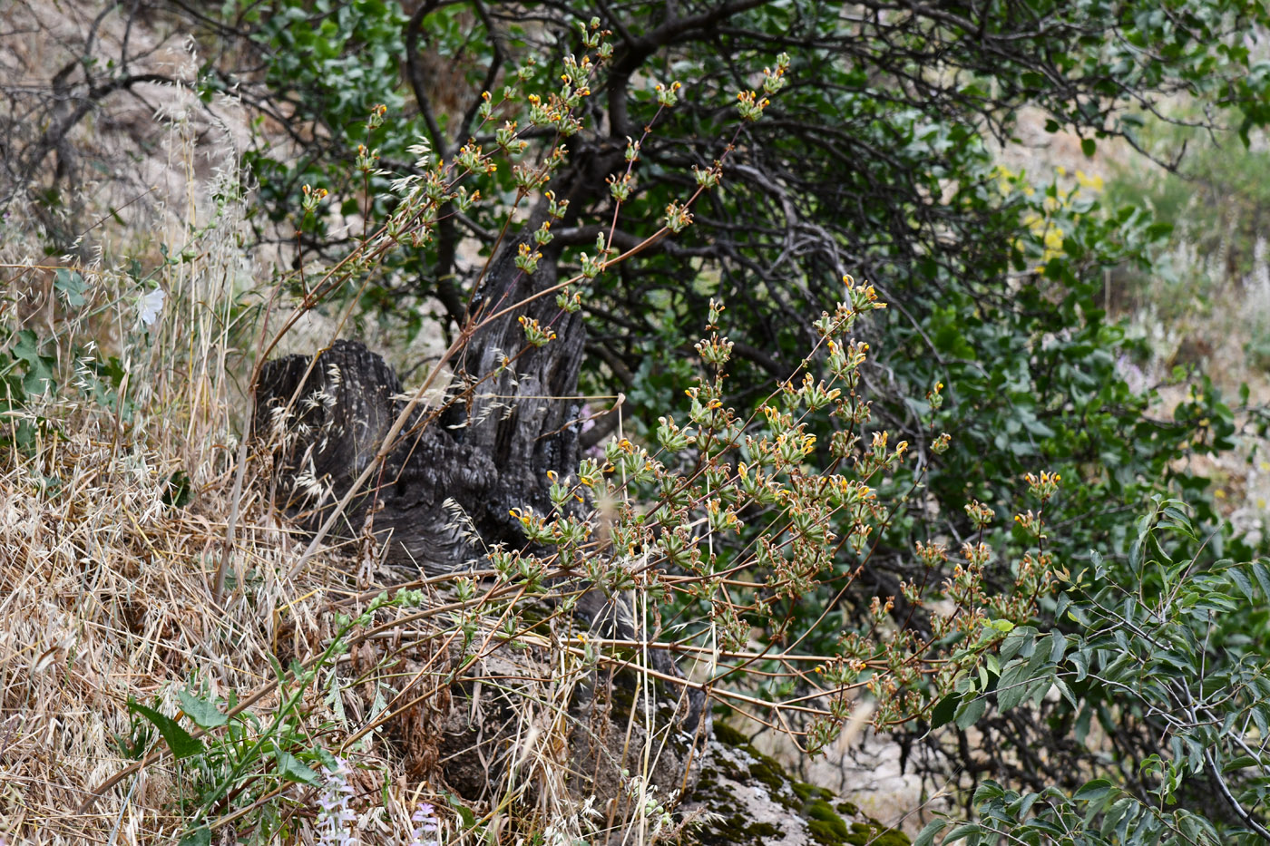 Image of Phlomoides hissarica specimen.