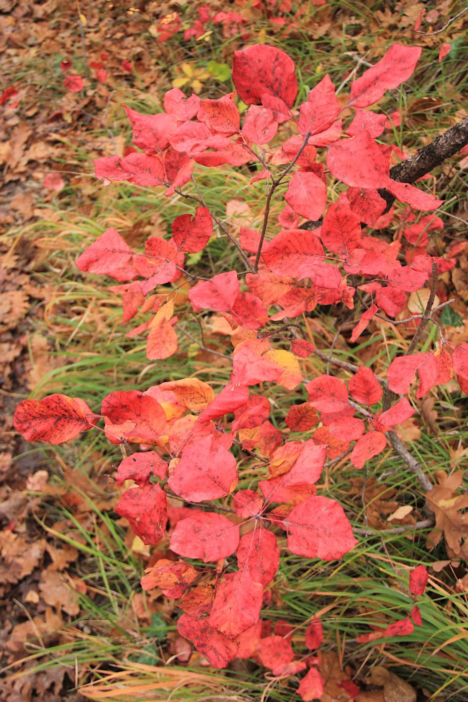 Изображение особи Cotinus coggygria.