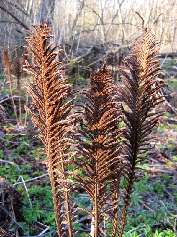 Изображение особи Matteuccia struthiopteris.