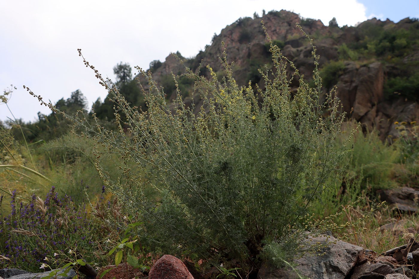 Изображение особи Artemisia lehmanniana.