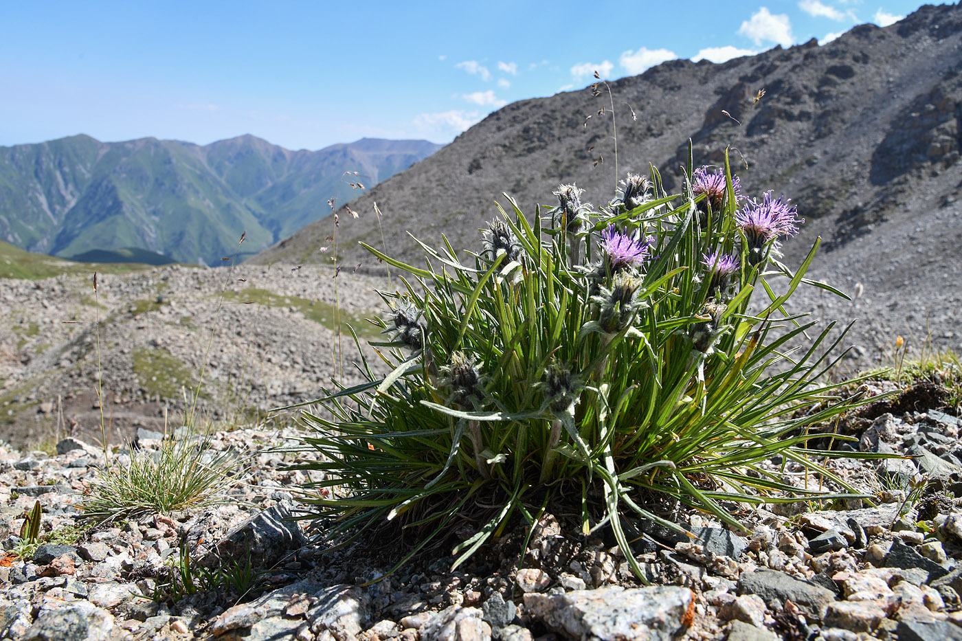 Изображение особи Saussurea leucophylla.