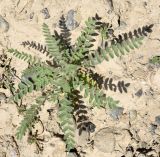 Astragalus alopecias