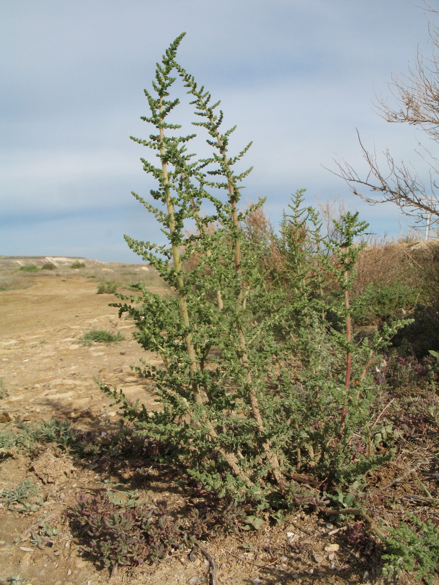 Image of Salsola dendroides specimen.