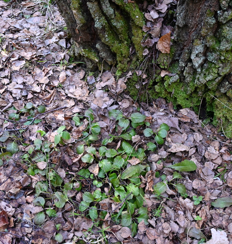 Image of Pyrola minor specimen.