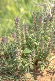 Lallemantia royleana