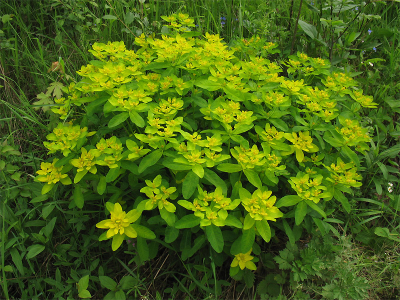 Image of Euphorbia lingulata specimen.