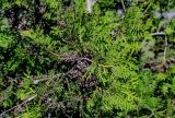 View full-size image Thuja occidentalis