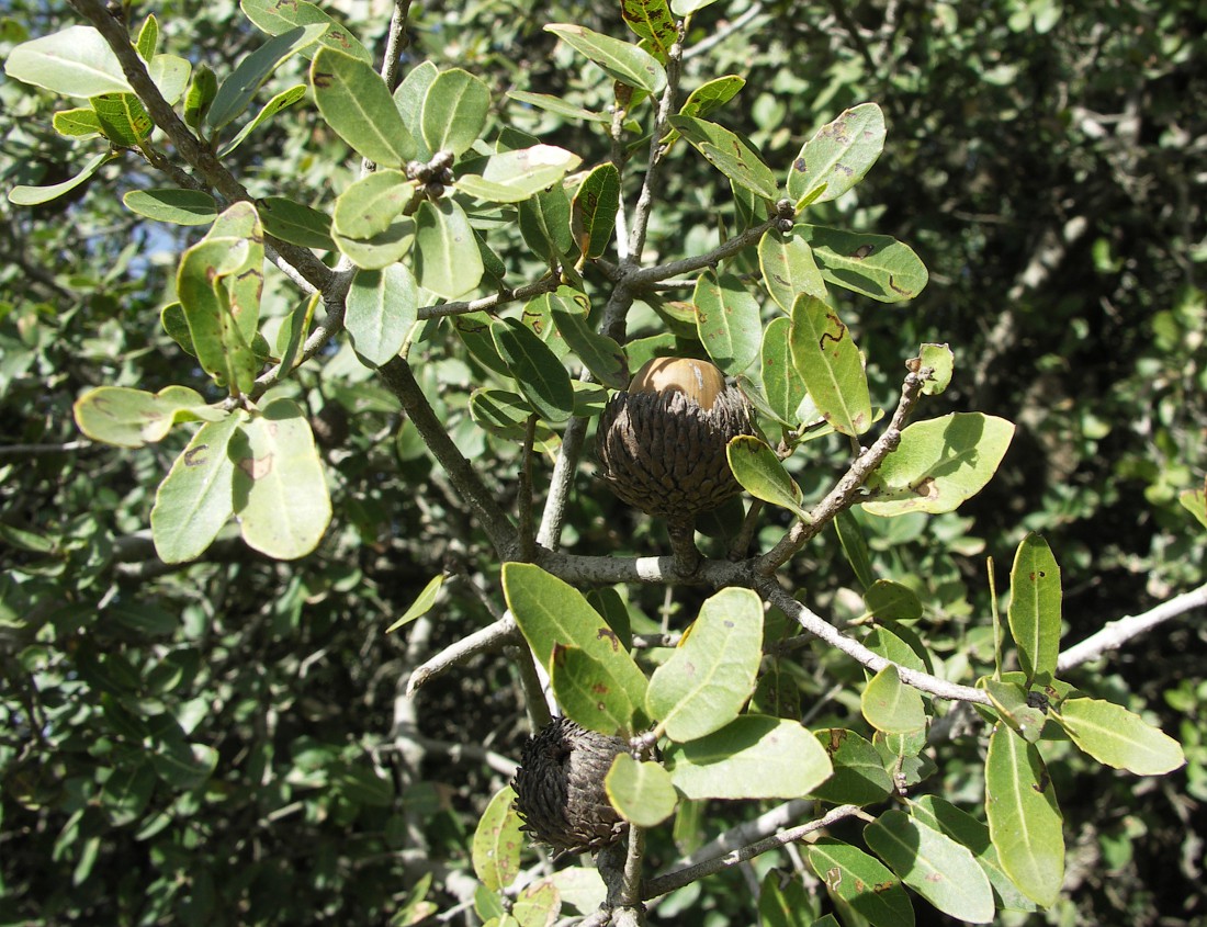 Image of Quercus calliprinos specimen.