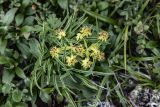 Смотреть изображение Bupleurum euphorbioides