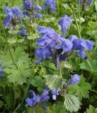 Смотреть изображение Dracocephalum grandiflorum