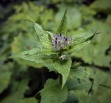 Смотреть изображение Hesperis matronalis