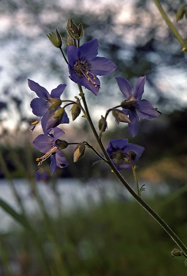 Image of Polemonium boreale specimen.