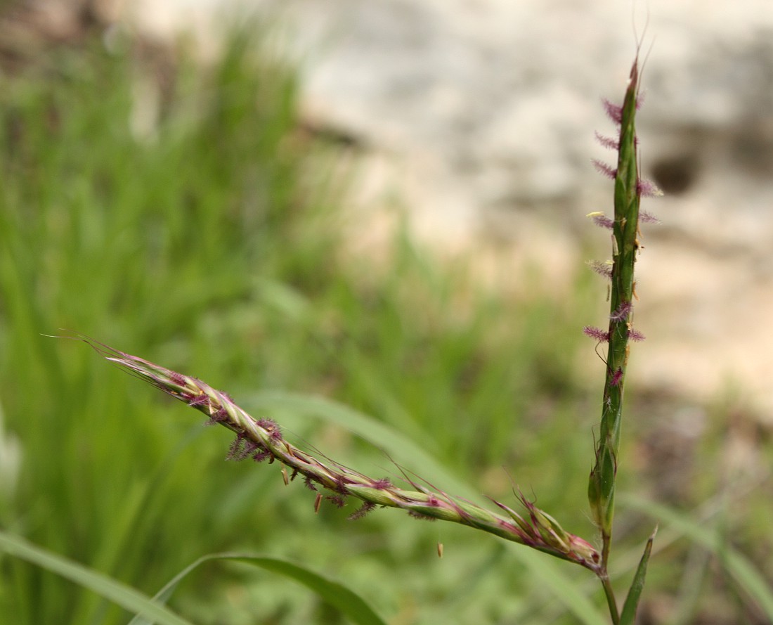 Изображение особи Andropogon distachyos.