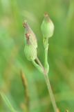 View full-size image genus Pleconax