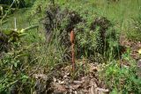 View full-size image genus Orobanche