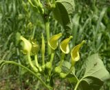 Aristolochia clematitis. Часть побега с соцветием. Украина, Днепропетровская обл., Петриковский р-н, пгт Куриловка, луг в пойме Днепра. 23.05.2011.