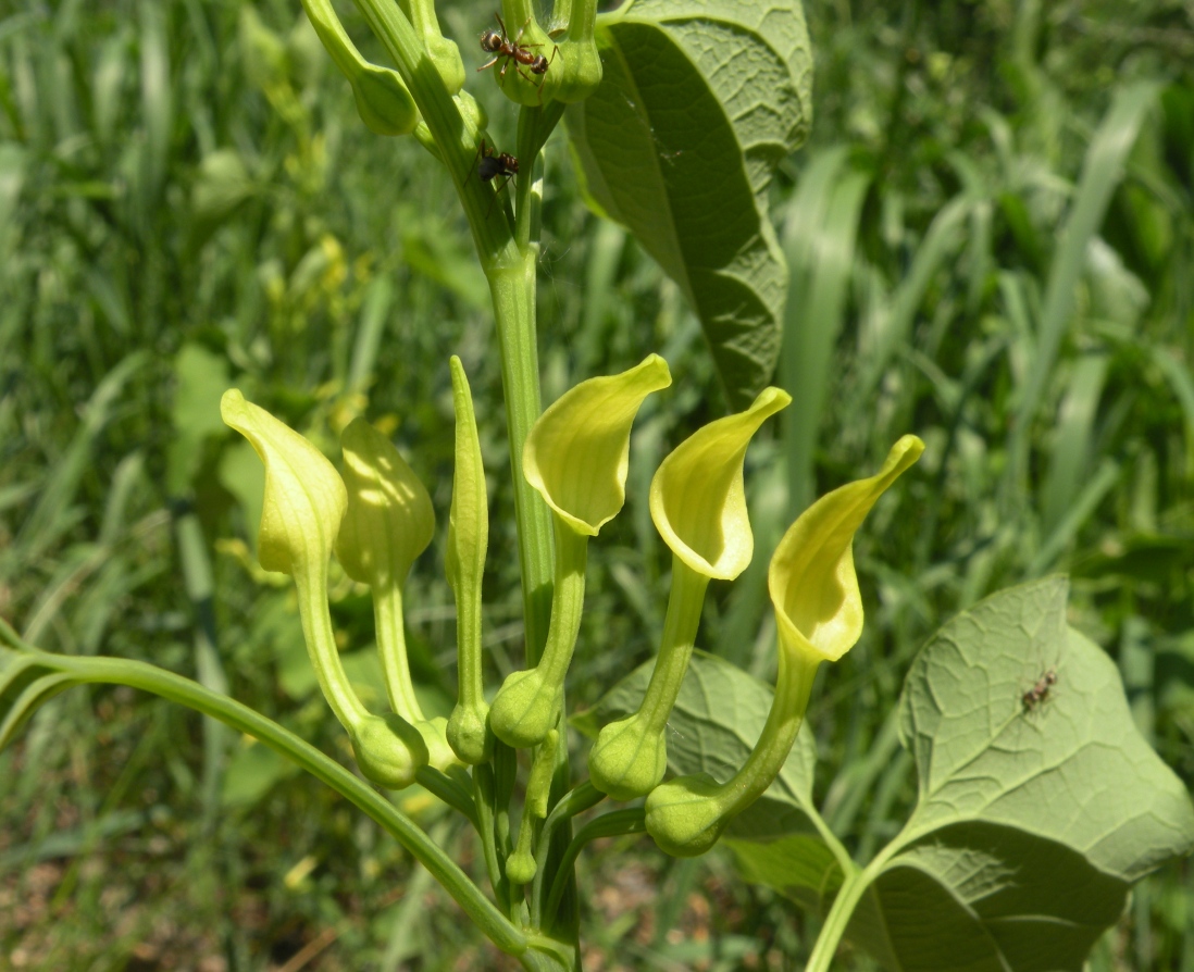 Изображение особи Aristolochia clematitis.