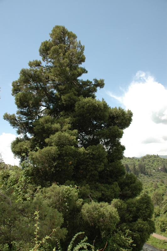 Image of Juniperus seravschanica specimen.