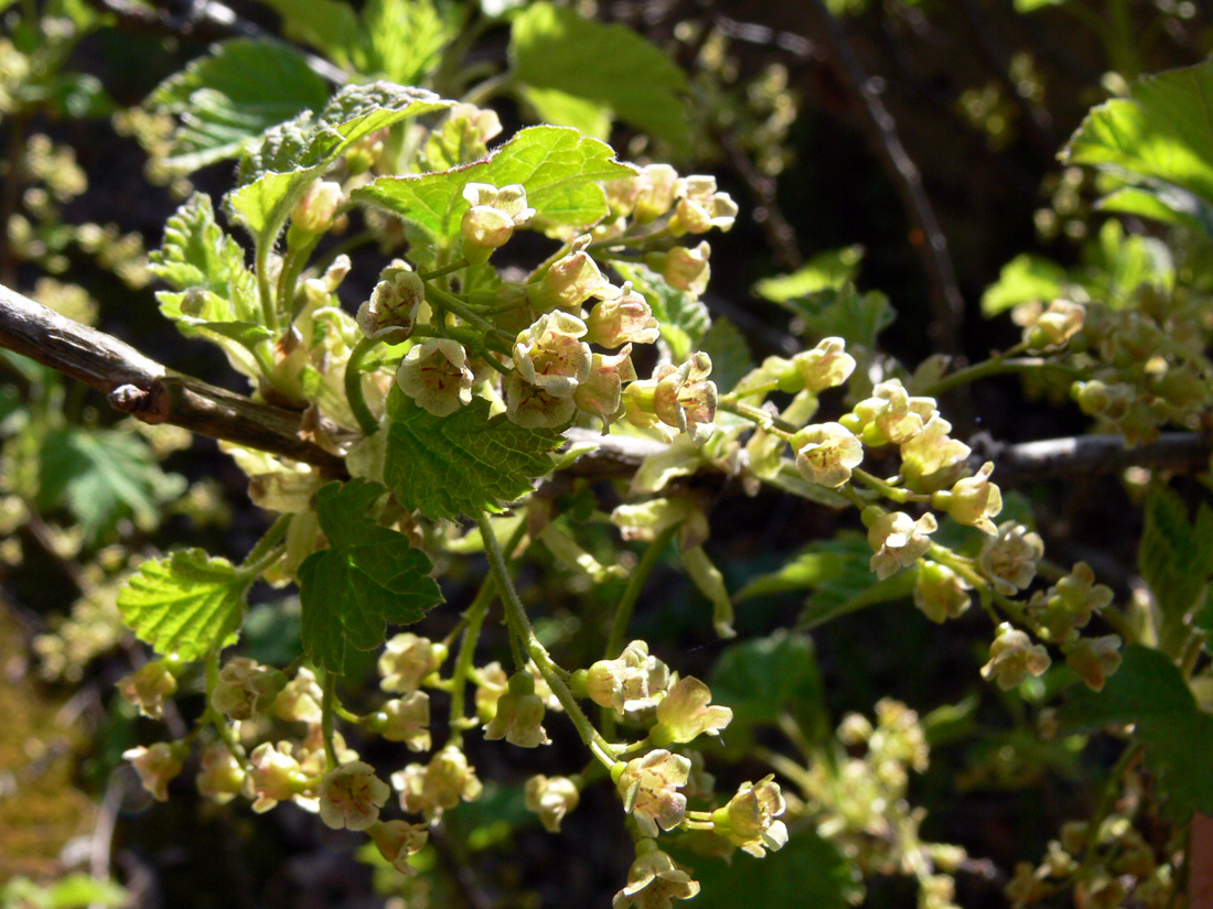 Изображение особи Ribes hispidulum.