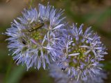 Jasione montana