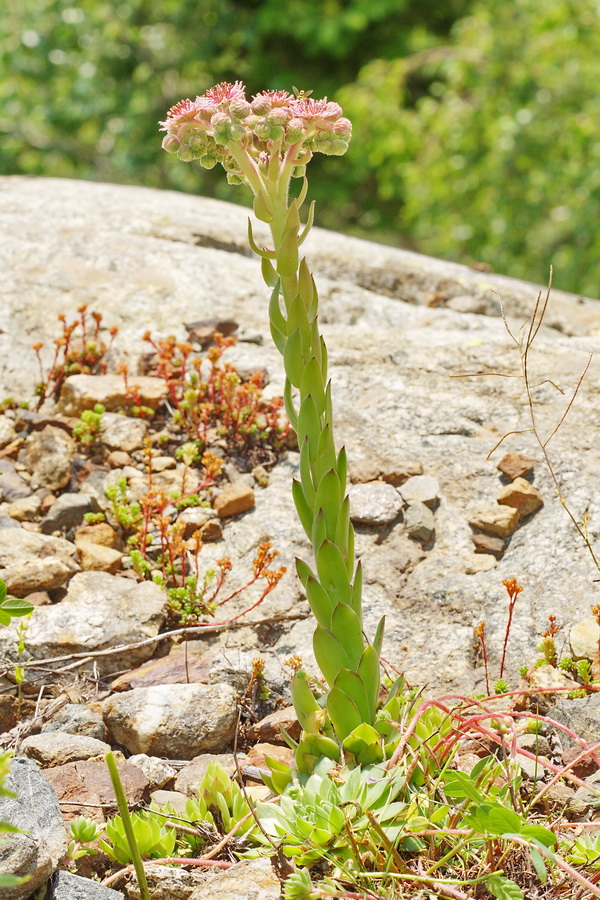 Image of Sempervivum caucasicum specimen.