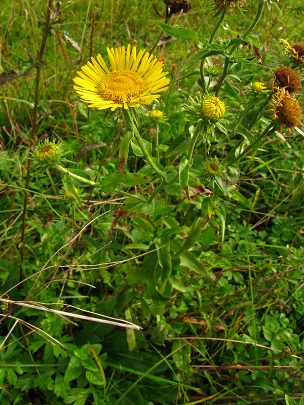 Изображение особи Inula britannica.