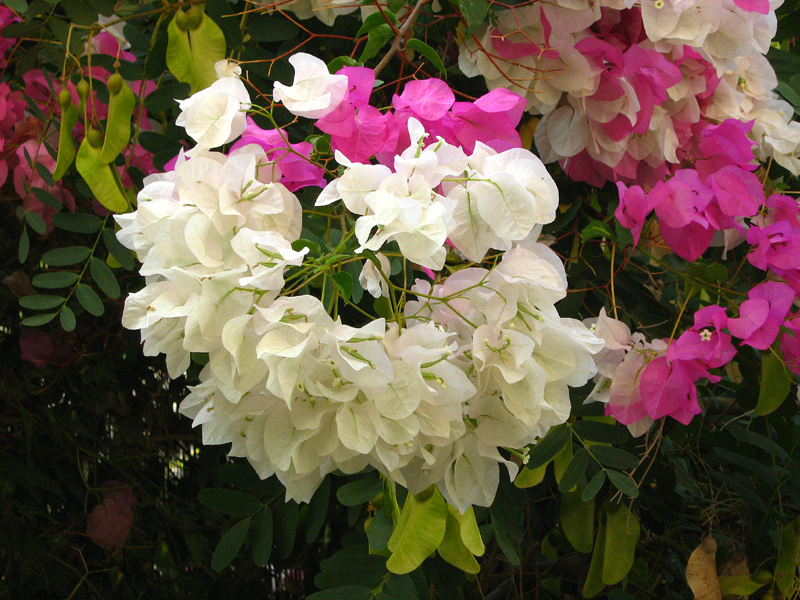 Image of genus Bougainvillea specimen.