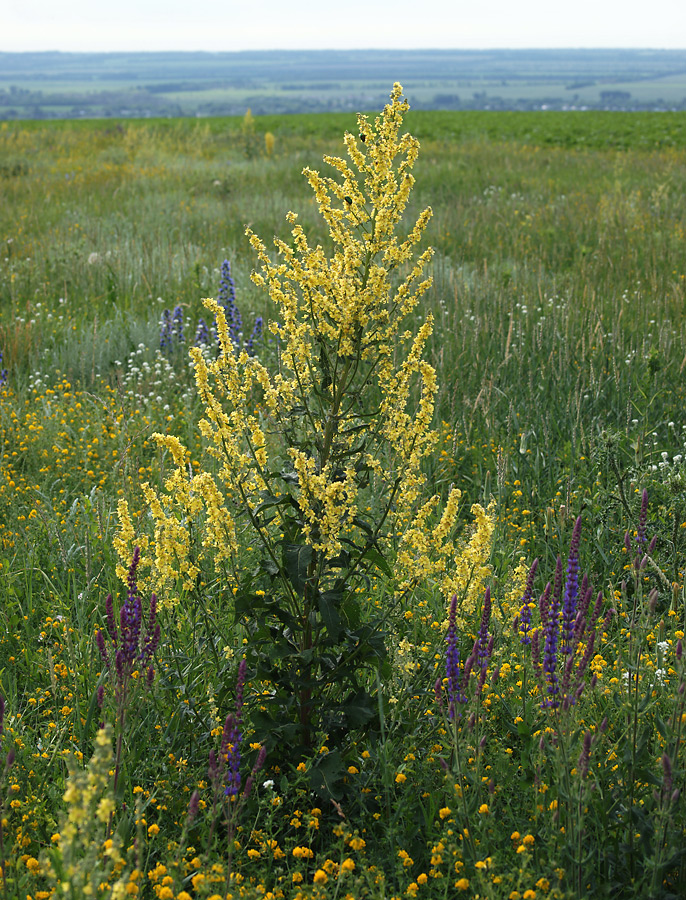 Image of Verbascum lychnitis specimen.