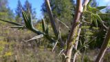 Cirsium vulgare. Часть побега. Свердловская обл., окр. г. Североуральск, Второй Северный, обочина дороги. 04.08.2011.