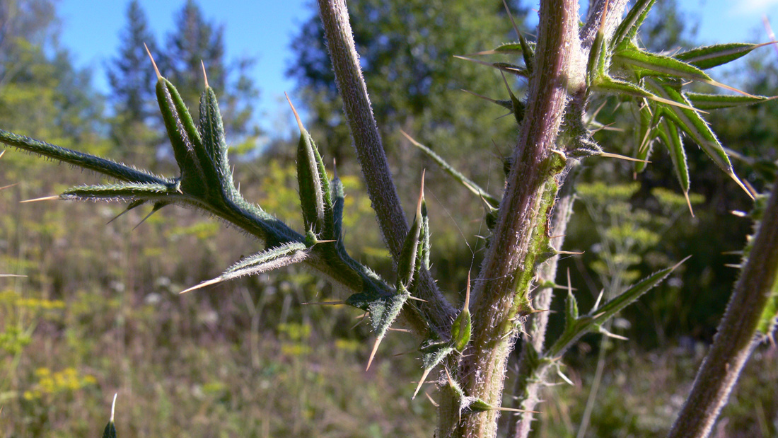 Image of Cirsium vulgare specimen.