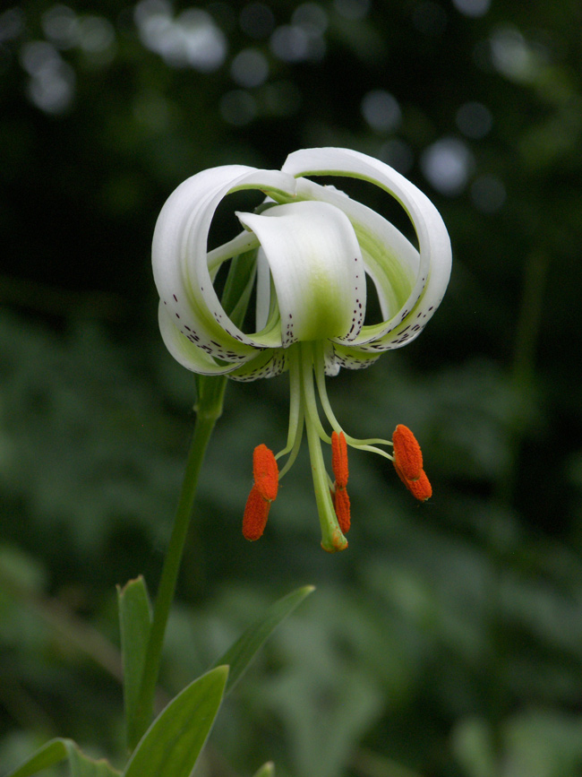 Image of Lilium ledebourii specimen.