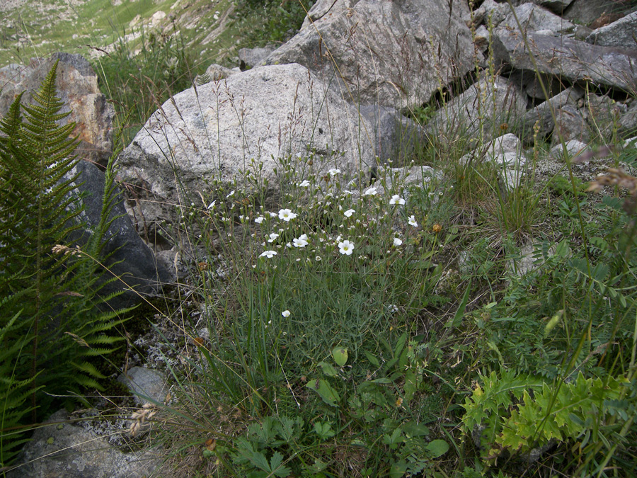 Image of Minuartia circassica specimen.