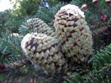 Abies fraseri. Шишки. Санкт-Петербург, Ботанический сад. 05.08.2011.