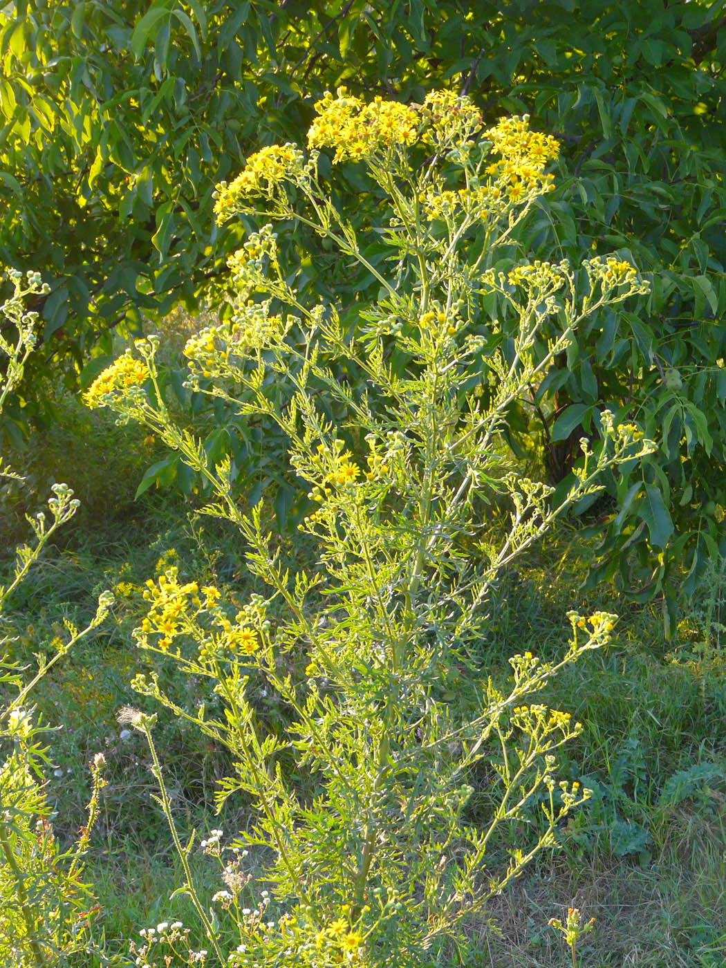 Image of Senecio erucifolius specimen.