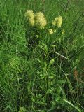 Thalictrum flavum. Верхушка цветущего растения. Нидерланды, провинция Drenthe, окрестности населённого пункта Ruinen, берег реки Wold Aa. 24 мая 2009 г.