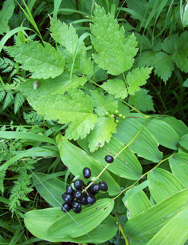 Image of Actaea spicata specimen.