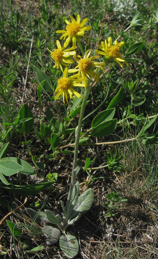 Image of Tephroseris jailicola specimen.