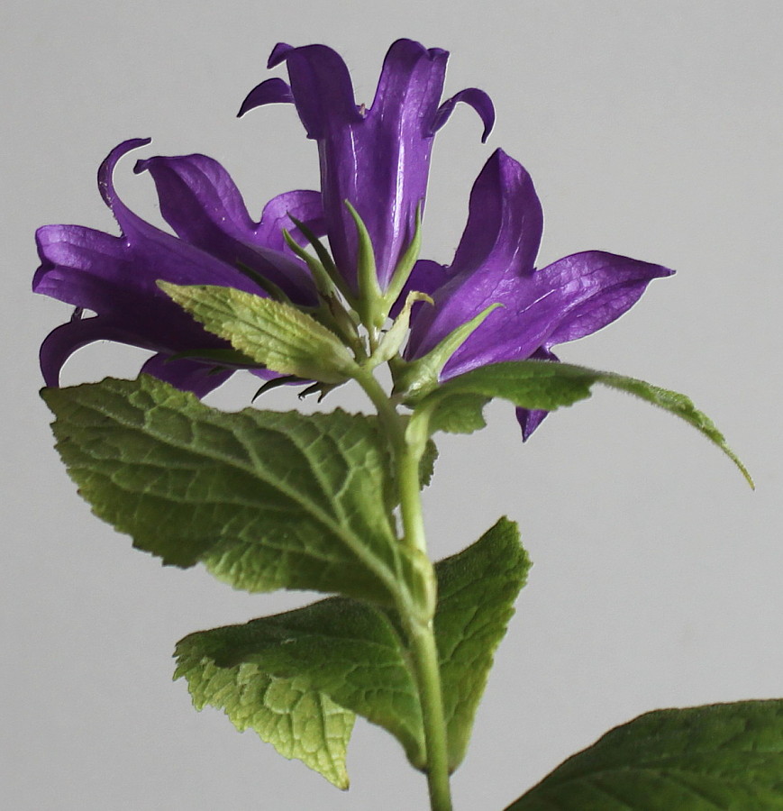 Image of Campanula latifolia specimen.