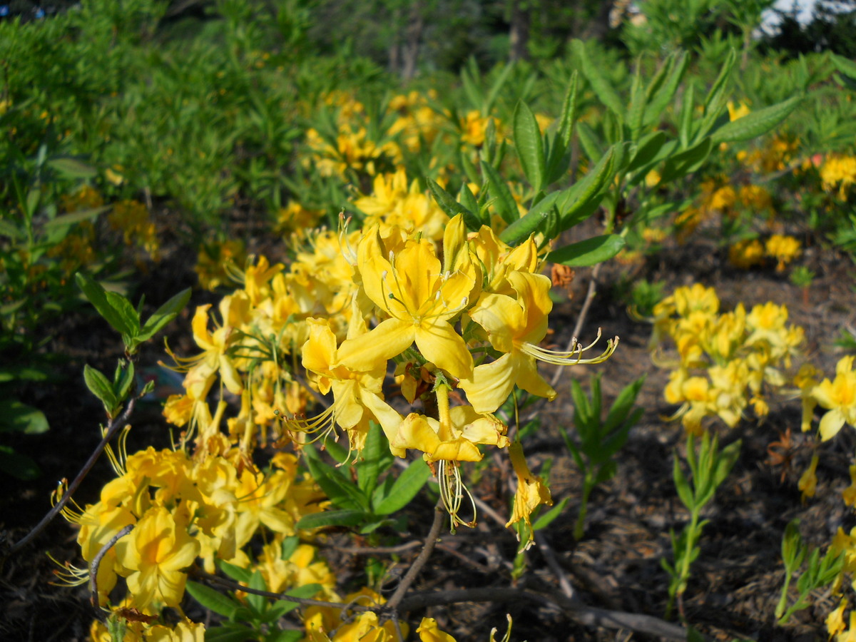 Изображение особи род Rhododendron.