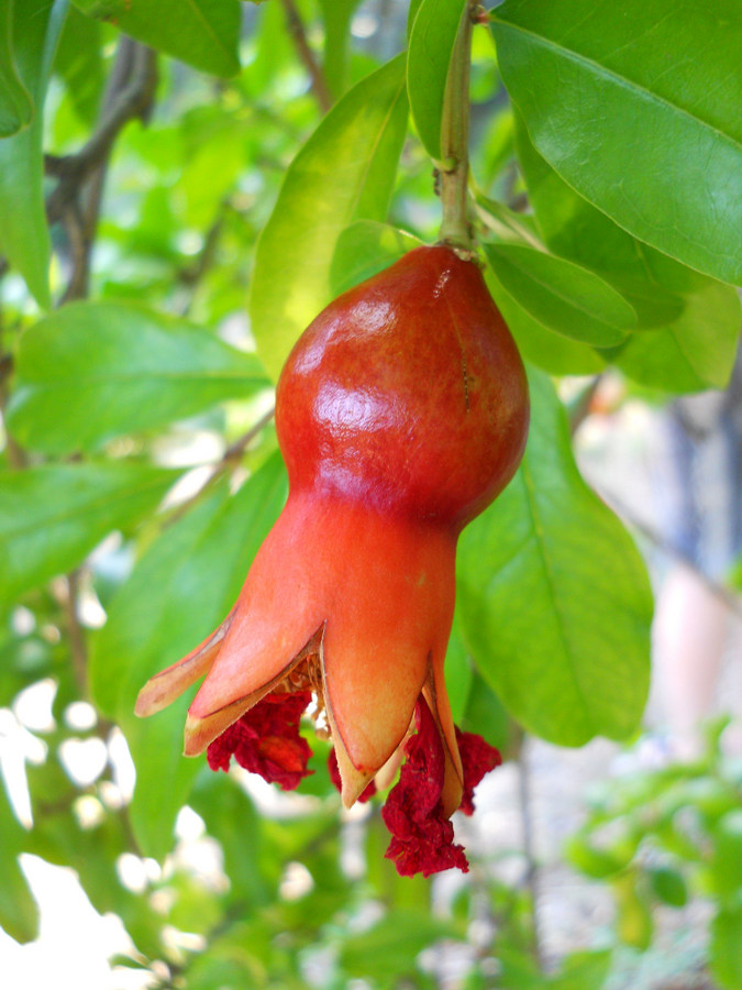 Image of Punica granatum specimen.