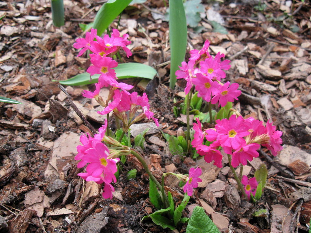 Image of Primula rosea specimen.