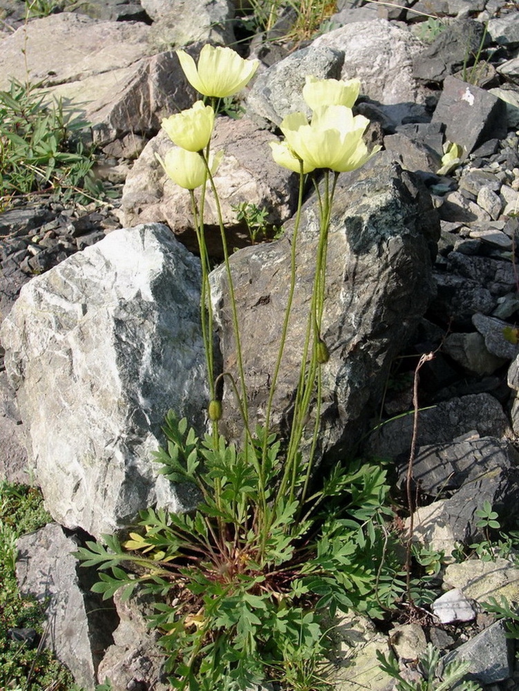 Изображение особи Papaver pseudocanescens ssp. udocanicum.