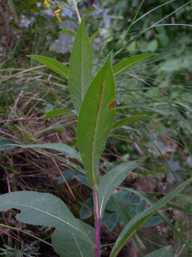 Image of Senecio propinquus specimen.