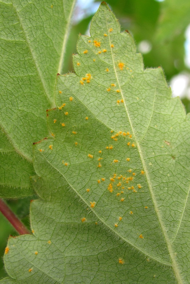 Изображение особи Betula pubescens.