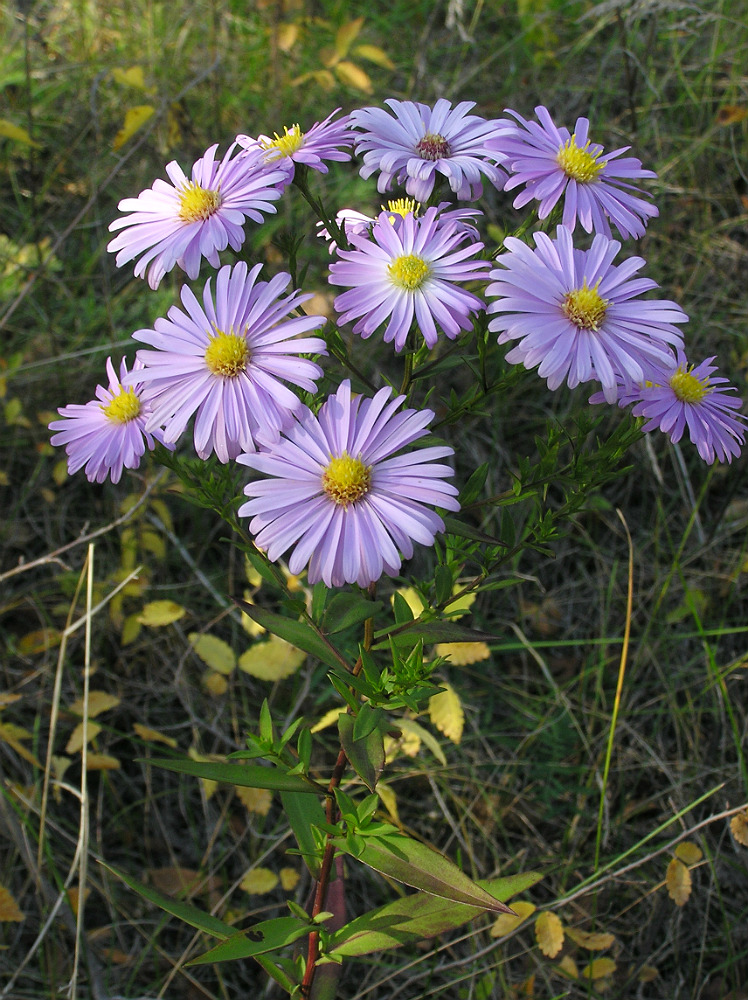 Изображение особи род Symphyotrichum.