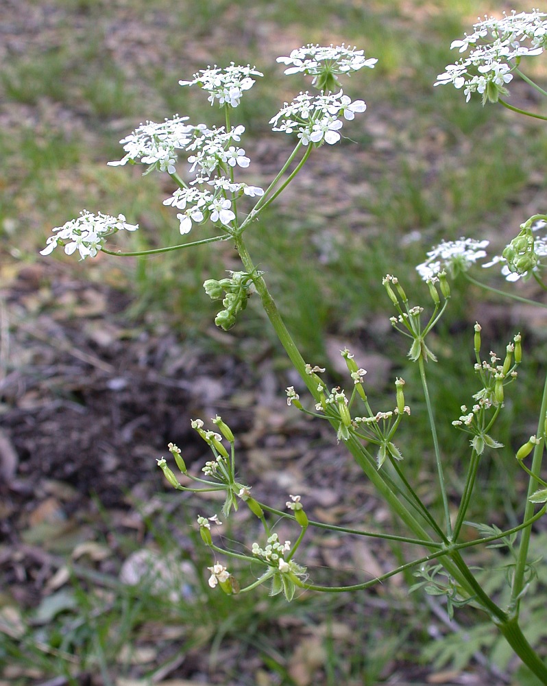 Изображение особи Anthriscus lamprocarpus.