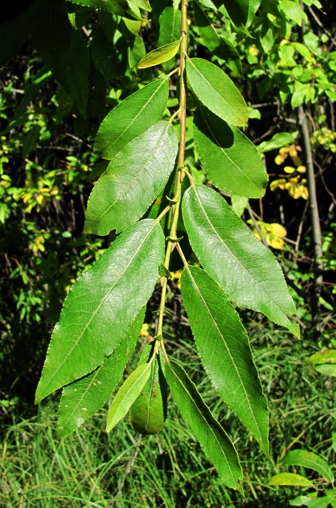 Image of Salix myrsinifolia specimen.