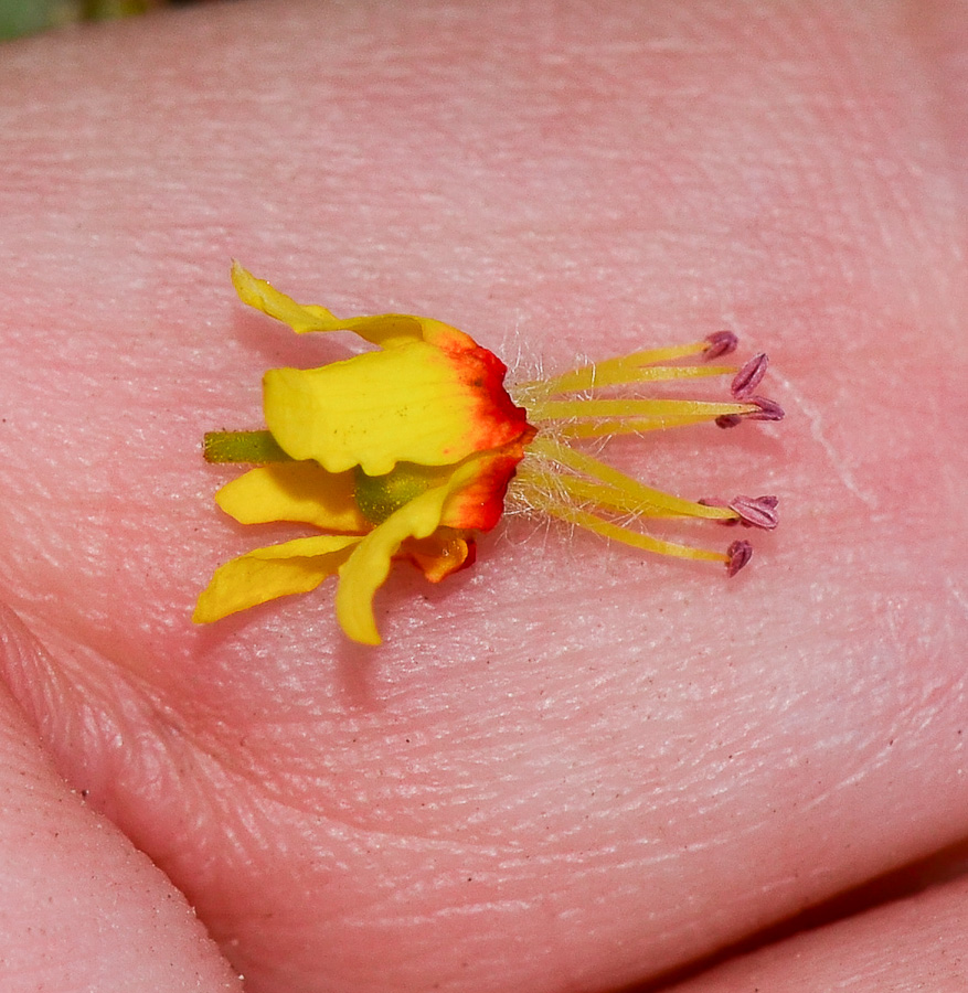 Image of Koelreuteria bipinnata specimen.